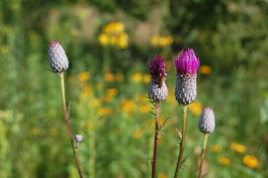 Image of swamp thistle