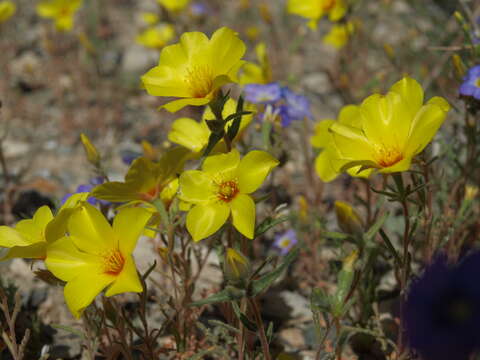 Image of shining blazingstar