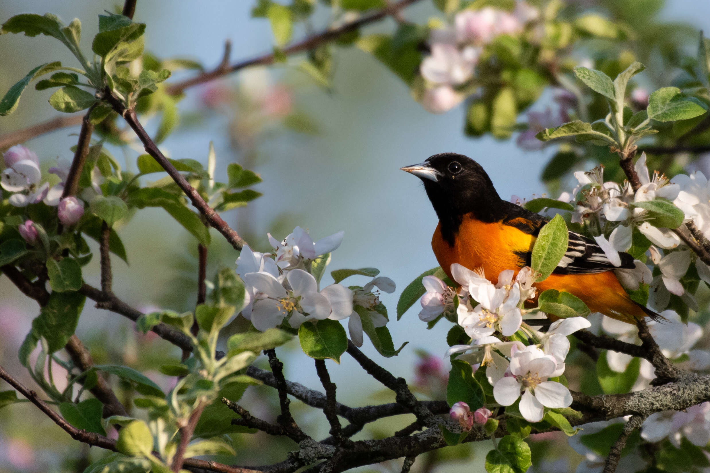 Image of New World orioles