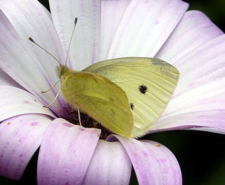 Image of small white