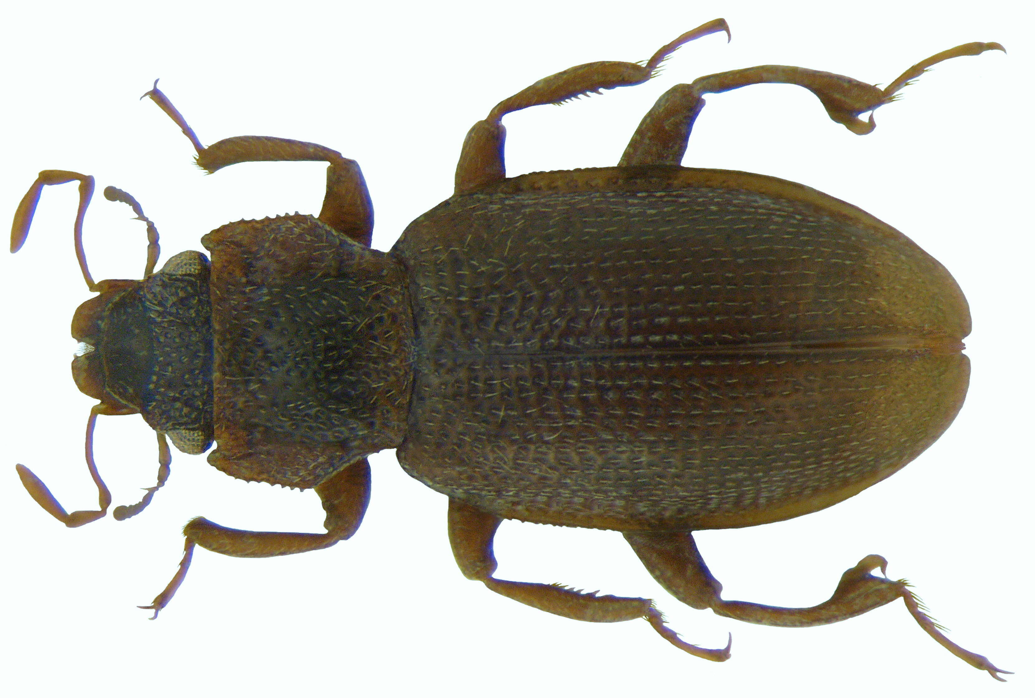 Image of minute moss beetle