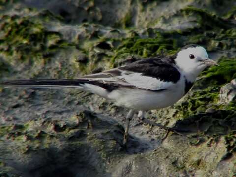 Image of Motacilla alba leucopsis Gould 1838