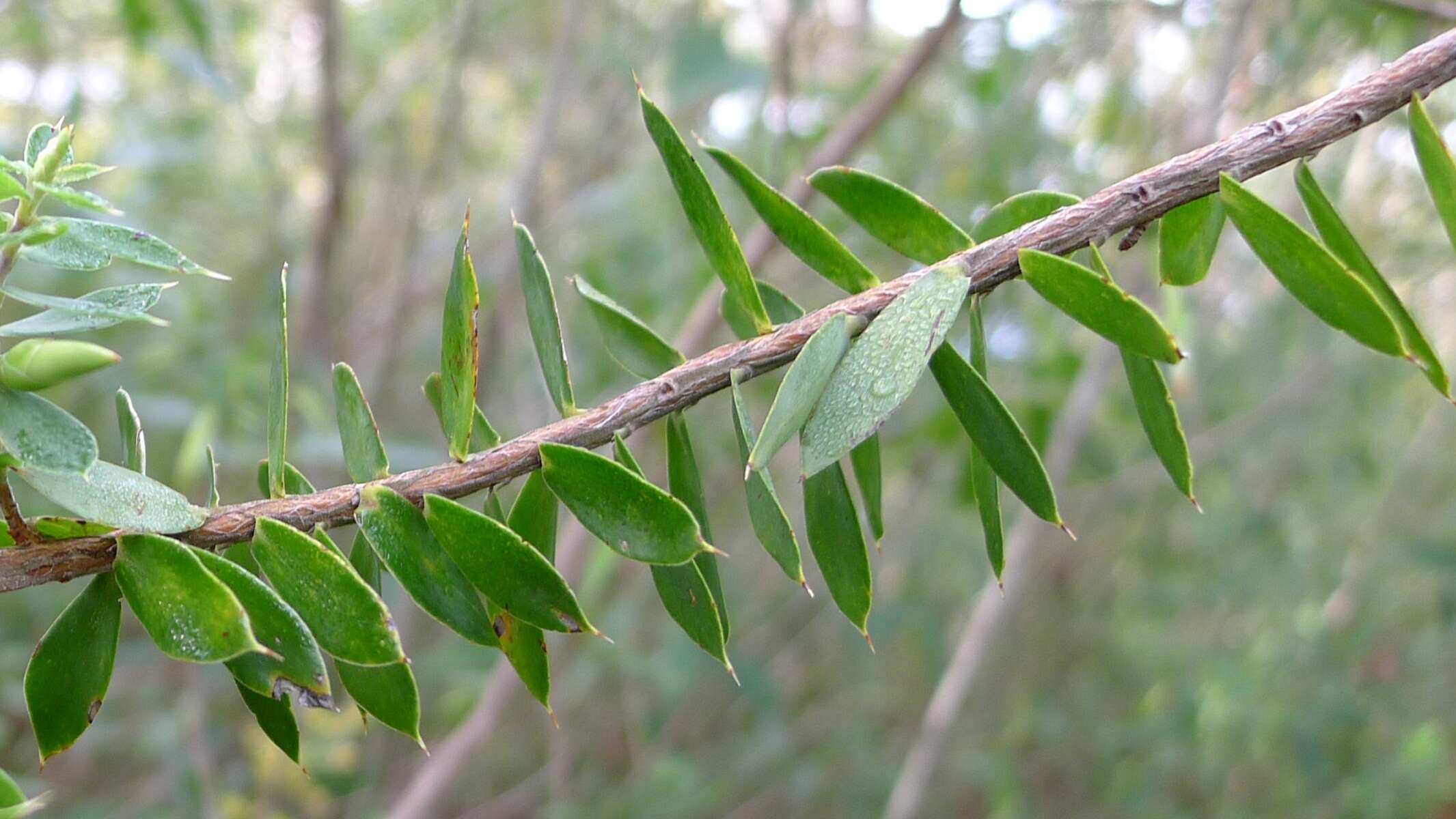 Image of Styphelia viridis Andr.