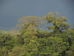 Image de Ceiba