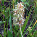 Image of large Indian breadroot