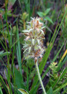 Imagem de Psoralea esculenta Pursh