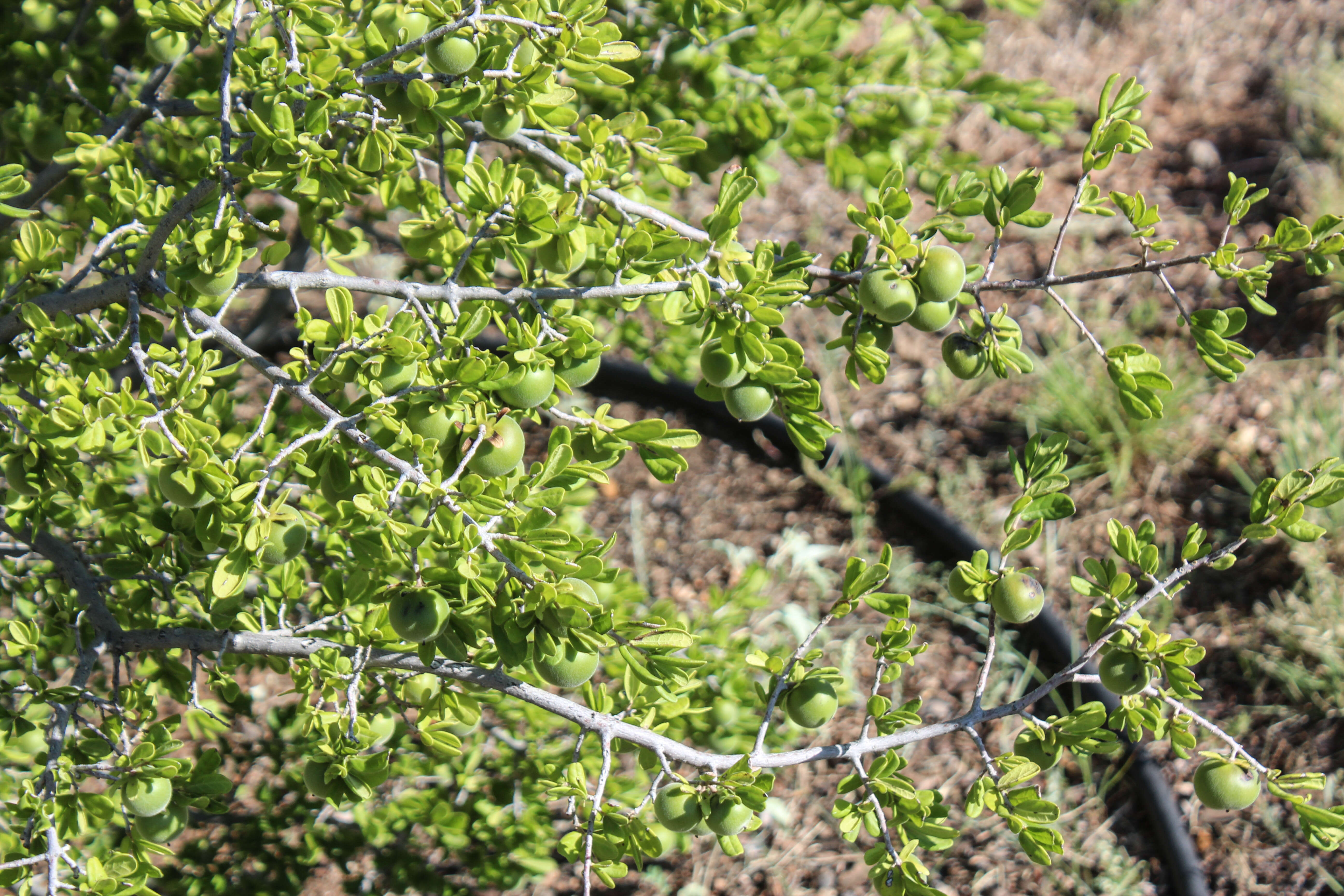 Image of Texas persimmon