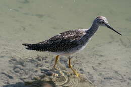 Image of Greater Yellowlegs