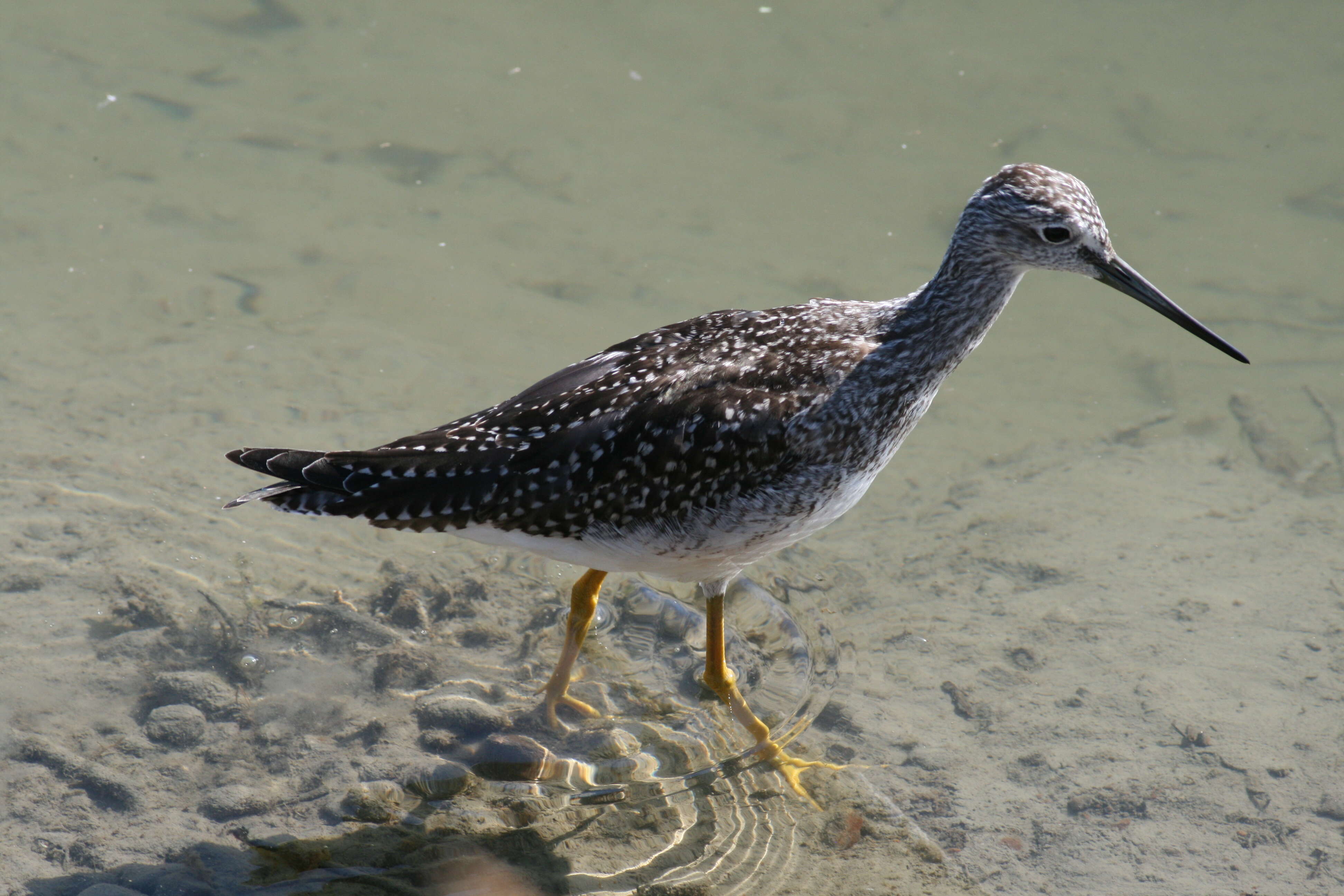 Image of Greater Yellowlegs