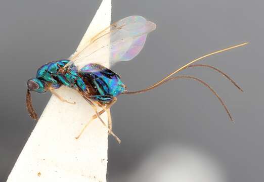 Image of Torymus azureus Boheman 1834