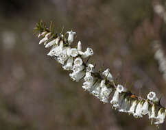 Plancia ëd Epacris impressa Labill.