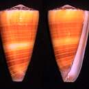 Image of Conus planorbis Born 1778