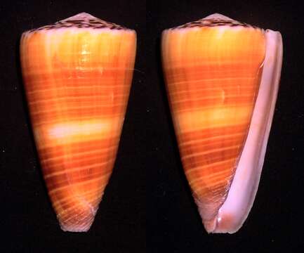 Image of cone snails