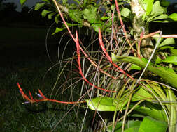 Image of twisted airplant