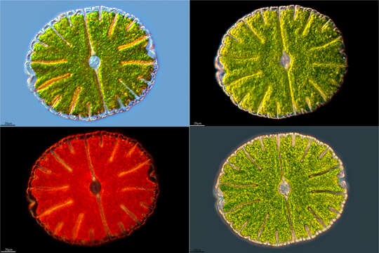 Image of Micrasterias denticulata