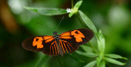 Image of Heliconius