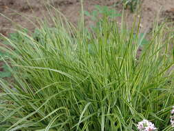 Image of feather reed grass