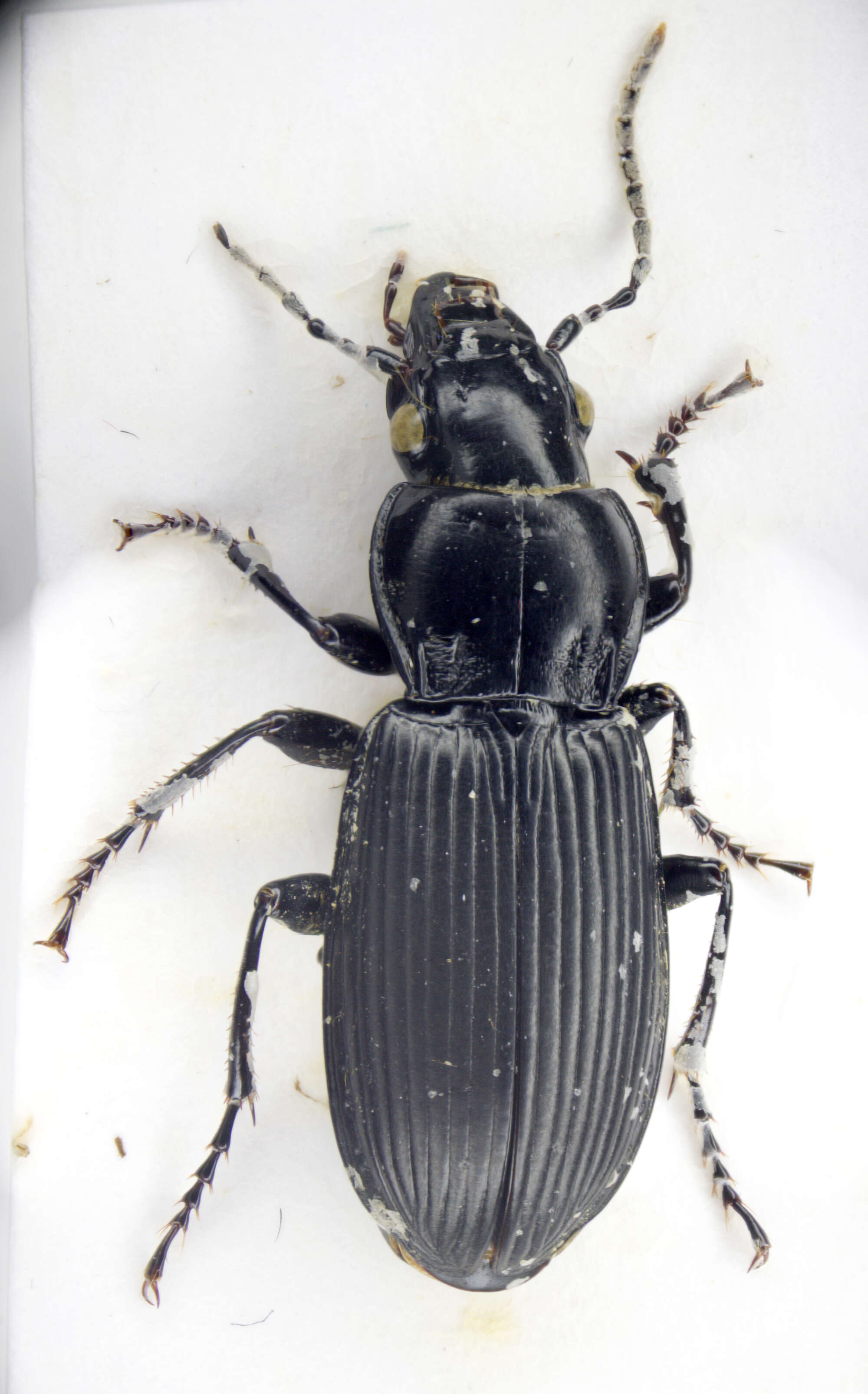 Plancia ëd Pterostichus (Petrophilus) melanarius (Illiger 1798)