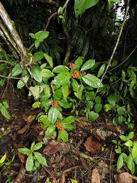 Imagem de Palicourea racemosa (Aubl.) Borhidi