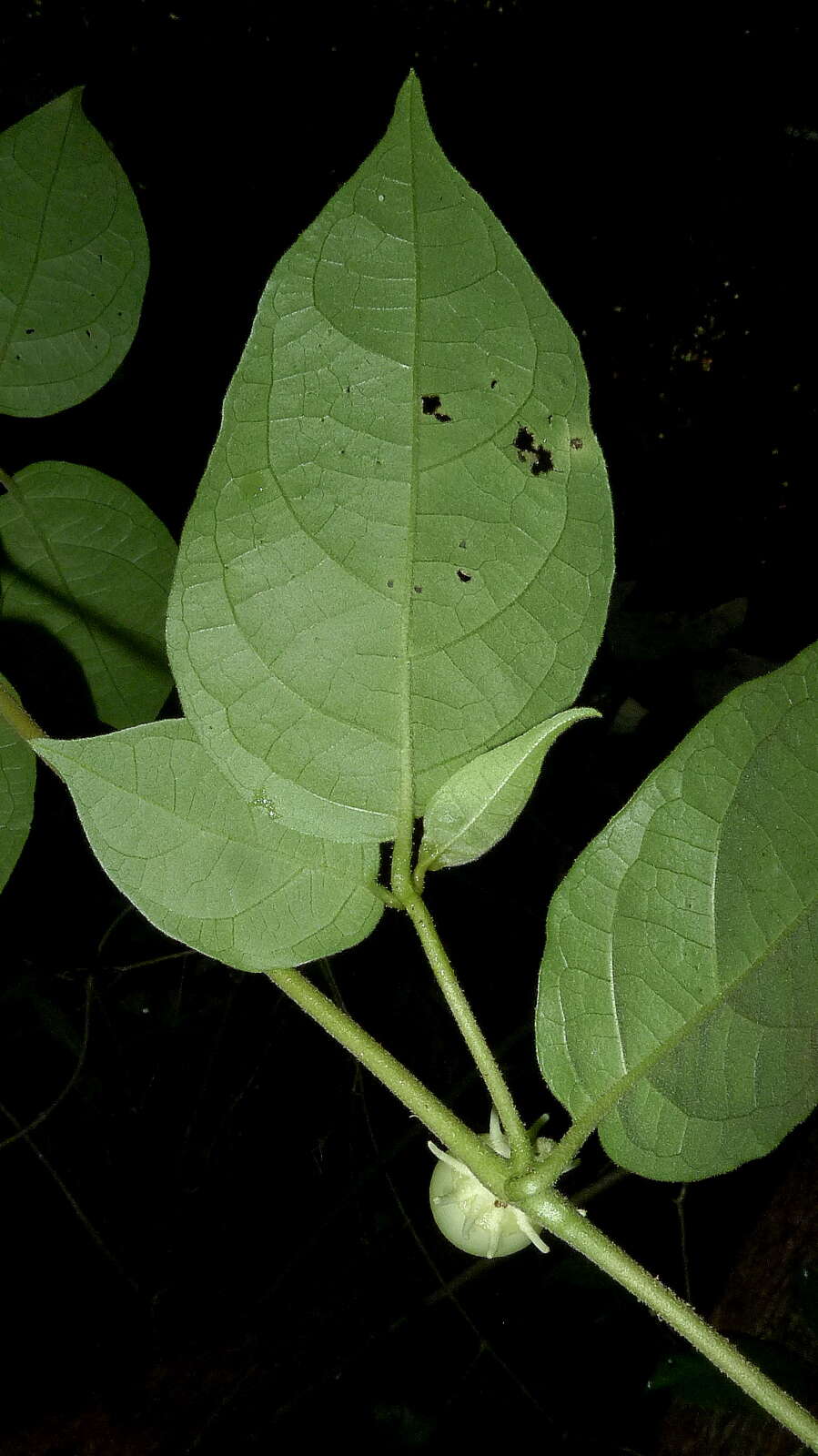 صورة Lycianthes pauciflora (Vahl) Bitter