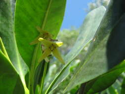 Image of mangrove