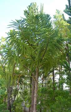 Image of Araucaria