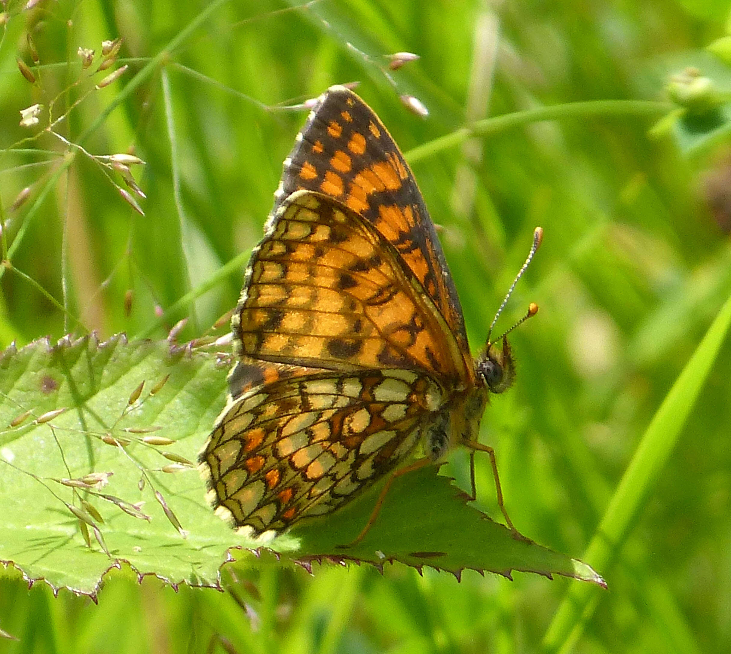 Image of Heath fritillary