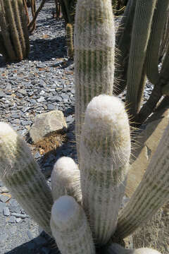 Image of Cotton Ball Cactus