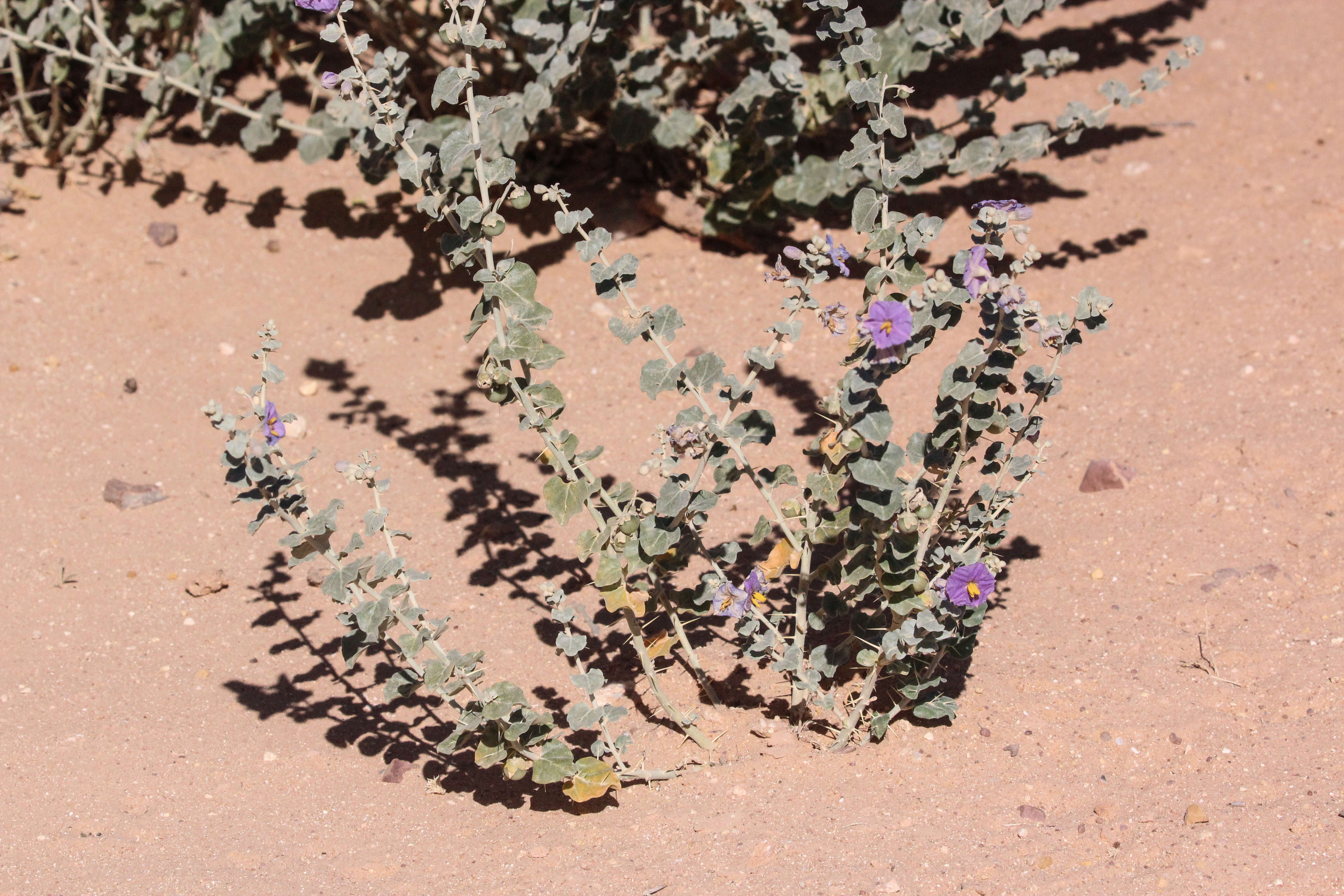 Image of Solanum oligacanthum F. Müll.