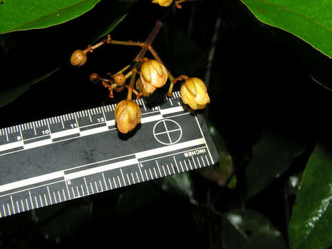 Слика од Vismia baccifera (L.) Triana & Planchon