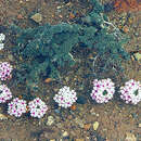 Sivun Junellia micrantha (Phil.) Moldenke kuva