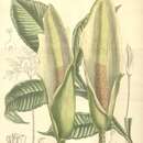 Image of Amorphophallus napalensis (Wall.) Bogner & Mayo