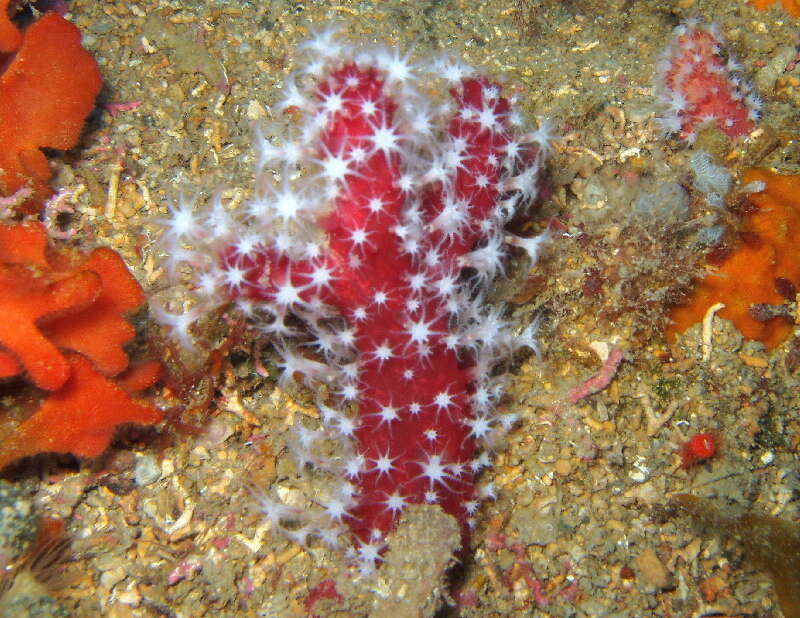 Image of Mediterranean sea-fingers