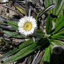 Imagem de Oritrophium peruvianum (Lam.) Cuatrec.