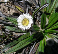 Sivun Oritrophium peruvianum (Lam.) Cuatrec. kuva