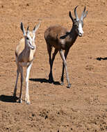 Image of Springbok