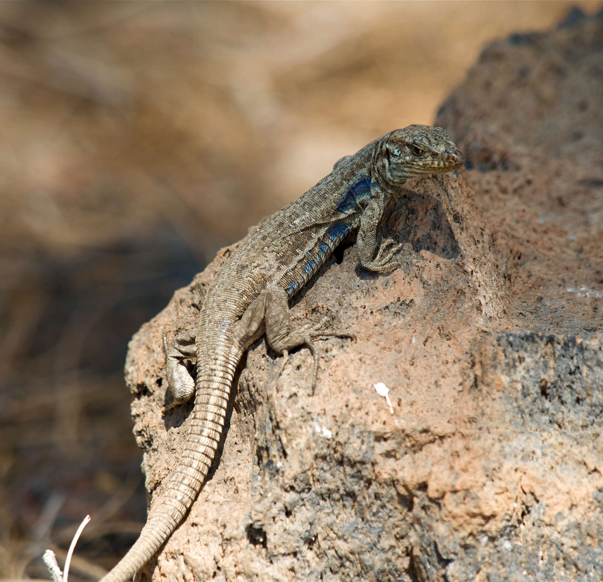 Image of Gallot's lizards