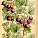 Слика од Ribes oxyacanthoides L.