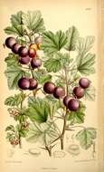 Image of Canadian gooseberry