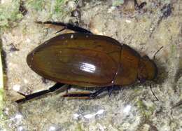 Image of Hydrophilus (Hydrophilus) pistaceus Laporte de Castelnau 1840