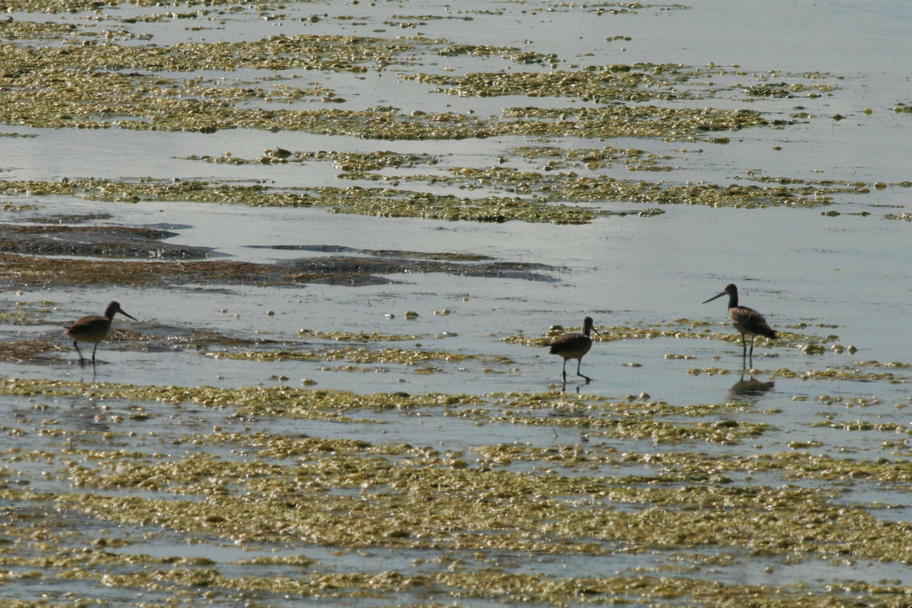 Image of Limosa Brisson 1760