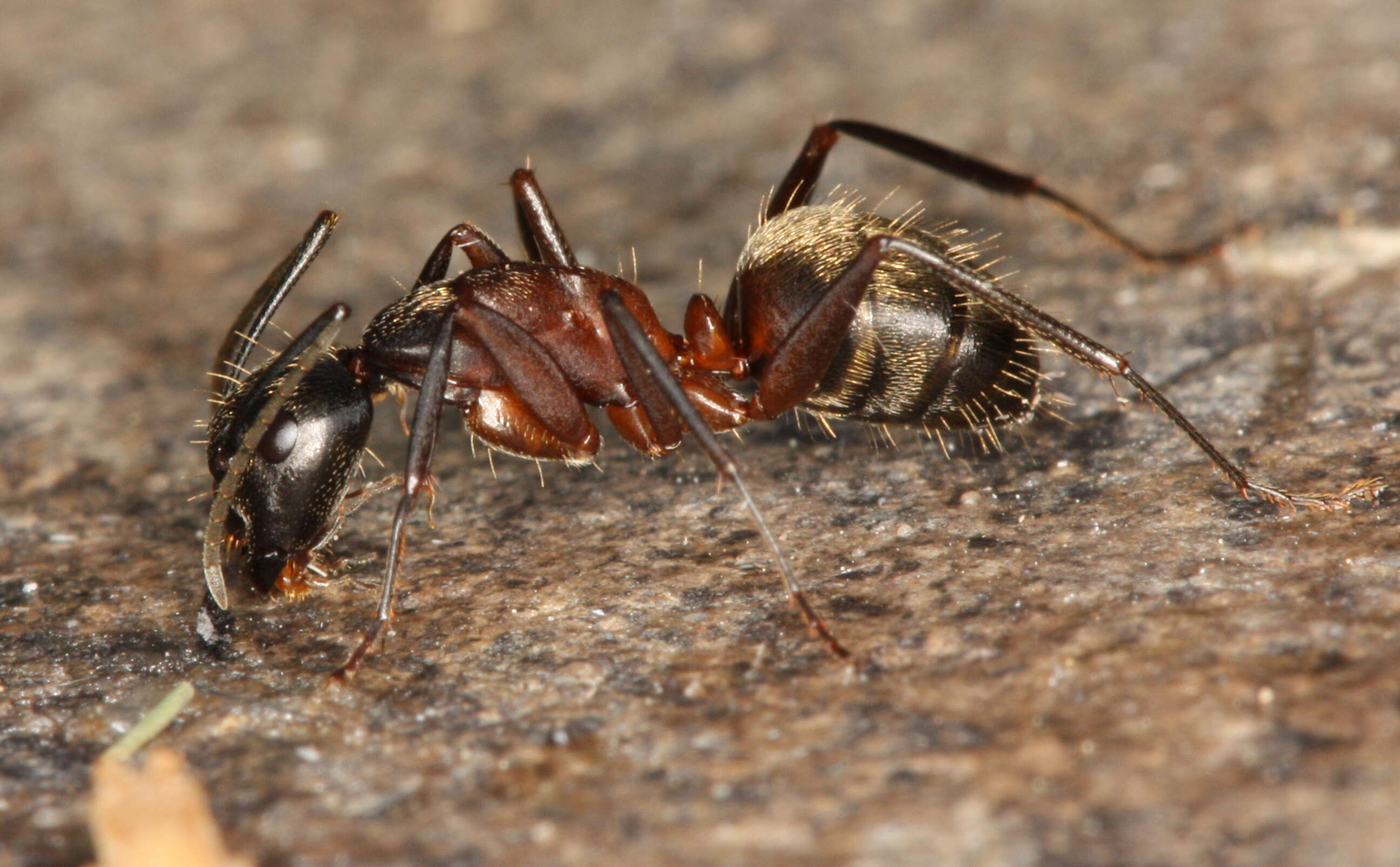 Image of ferruginous carpenter ant