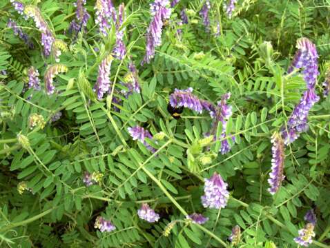 Image of fodder vetch