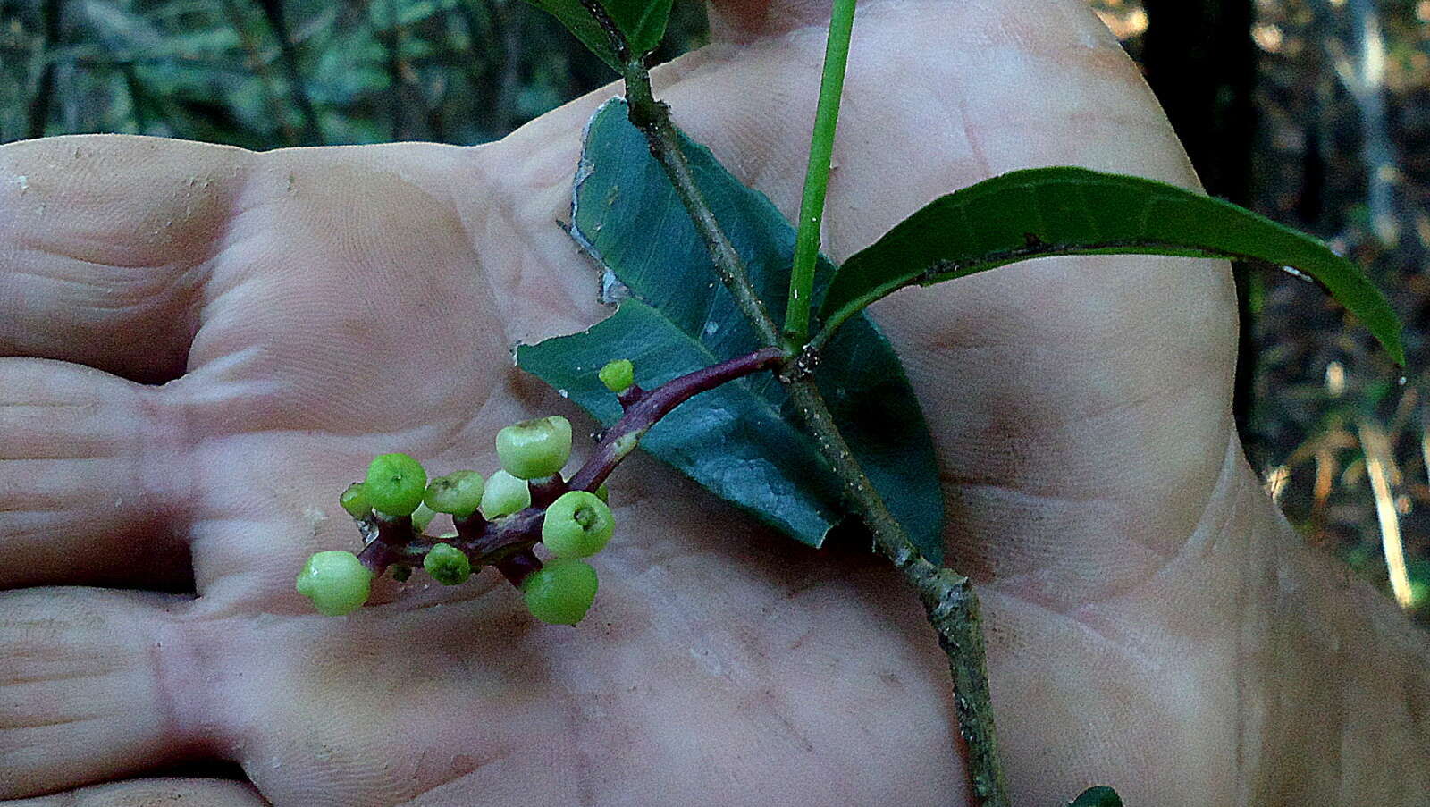 Image of Sorocea hilarii Gaud.