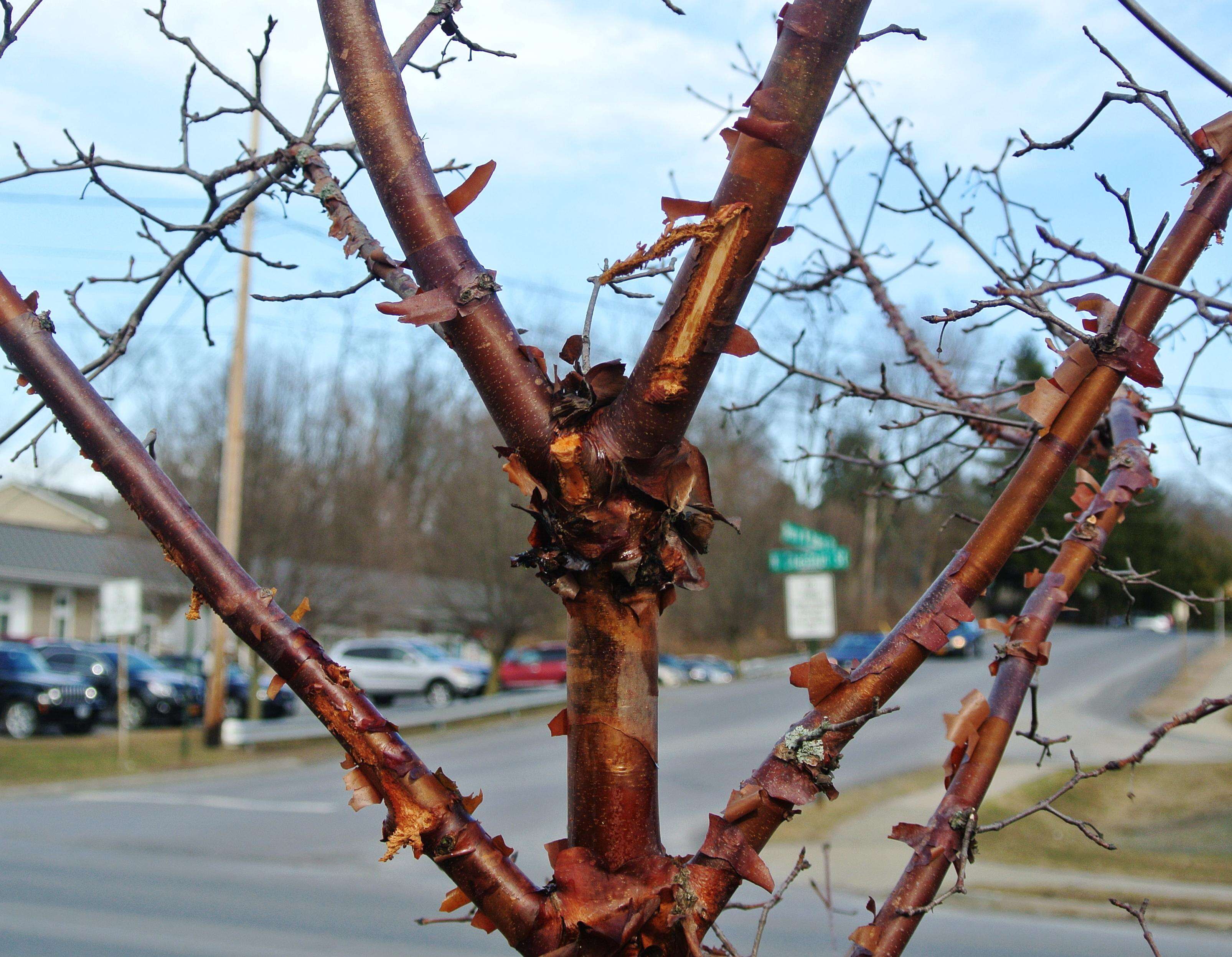 Image of paperbark maple