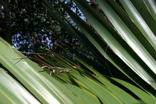 Image of American Anole