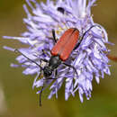 Image of Paracorymbia hybrida (Rey 1885)