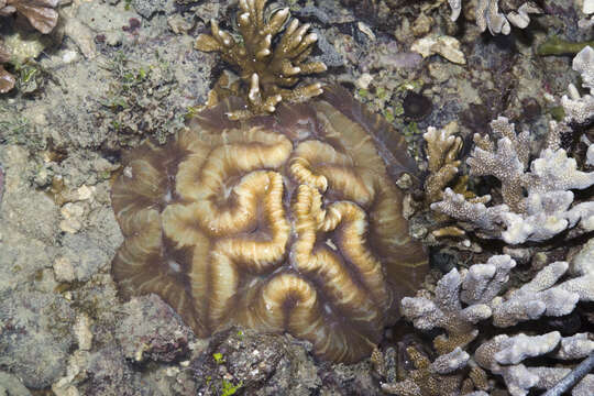 Image of Trachyphyllia Milne Edwards & Haime 1849