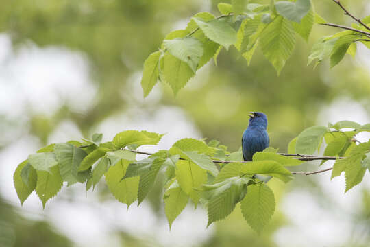 Image of Indigo Bunting