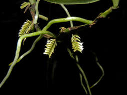 Image of Bentspur orchids